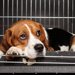 犬のケージカバーの効果は？防音や虫よけなどのメリットやデメリット