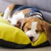 犬用クッションおすすめ14選！ふわふわの人気ベッドで快適！