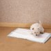 犬のトイレを置く場所はどこが良い？設置場所から置き方や注意点まで