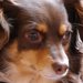 ミックス犬の種類！人気の15選！