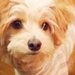 本当は嫌だった!? 約8割の犬はハグが嫌い!