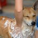 犬のシャンプーを顔にする場合のやり方は？コツについても解説