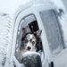 冬は犬を車にお留守番させても大丈夫？