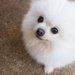 白ポメ（ポメラニアン）の特徴や性格、お迎えする方法や注意点