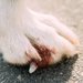 犬の爪から血が出た！ケース別の対処方法や爪切りのポイントを紹介
