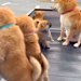 母犬と赤ちゃんワンコが『軽トラの荷台』に乗った結果→通ったら二度見する『尊すぎる警備』が217万再生「可愛いの渋滞」「たまらない景色」