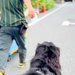 『クロネコヤマト配達員』が台車を押していたら、後ろから『超大型犬』が来て…微笑ましい光景が33万再生「ルンルン可愛い」「疲れ吹っ飛ぶ」