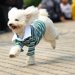 犬の服を手作りする方法と注意点