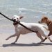 犬に冷房を使う理由と上手に使うコツ