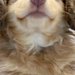 ハリーポッターの『ハーマイオニー』に似ていると言われた犬→思わず納得する光景に3万いいね集まる「想像以上に似てた」「入学時だ！可愛い」