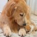 保護子猫が行方不明に→お世話をしていた大型犬が、心配で探して…見つかった瞬間の『尊すぎる光景』が38万再生「母性爆発してる」「優しい世界」