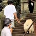 犬と一緒に『379段の階段を登った』結果→やる気に満ち溢れていたのに…まさかの展開が53万再生「米俵で草」「最後の顔ｗｗ」と爆笑の声も