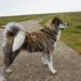 秋田犬の虎毛は人気の毛色？特徴や性格、値段の平均など