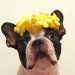 犬が食べてはいけない危険な花一覧！植物や対処法についても解説