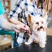 犬のCRPが高いのはなぜ？下がらない原因や病気、基準値まで