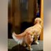疲れきって帰宅→家のドアを開けると、大型犬が…思わず泣けてしまう『愛に満ちたお出迎え』が53万再生「疲れも吹き飛ぶ可愛さ」「癒やし」