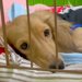 不安げな顔の元繁殖犬→帰宅のたびに様子を撮り続けた結果…思わず涙する『6ヶ月後の光景』が16万再生「全然表情が違う」「応援してる」と感動