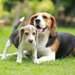 ビーグルの犬種情報