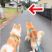 3匹の秋田犬を散歩中『大好きなおじさん』を発見→はしゃぎ過ぎてしまい…まさかのハプニングが52万再生「すごい引っ張られてるｗ」「爆笑」