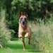 愛犬が突然の逃走！命を守るためのトレーニングとは？