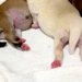 生まれてから『たった1日目』の赤ちゃん犬→あまりにも小さくて…悶絶必至の『尊い光景』が36万再生「最高に癒される」「ずっと見てたい」