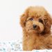ティーカッププードル｜犬種の特徴と性格、飼い方や価格相場まで解説