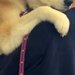 『これから病院に行く』と気づいた秋田犬→パパに抱っこをせがみ…大きいのに赤ちゃんな『愛おしい光景』が13万再生「拗ねてるｗ」「表情豊か」