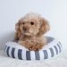 小型犬の人気ランキングTOP10！種類・理由についてもご紹介