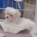 4ヶ月間売れ残り『9万円まで値下げられた犬』を飼った結果…『運命だった』と確信できる現在が72万再生「家族ができてよかった」「縁だね」