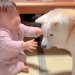 赤ちゃんが『老犬』を大好きになった結果→抱きしめようとして…あまりにも尊い『幸せなやり取り』が36万再生「愛情で溢れた空間」「癒された」
