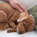 老犬の便秘にはマッサージが効果的！方法と注意点を解説