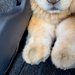 車で後ろに乗っていた大型犬→どうしてもパパママの隣にいきたくて…隙間で見せた『まさかの表情』に反響「甘えん坊さんｗ」「むぎゅぎゅで草」