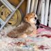 5年前に飼育放棄された犬→ギリギリのところで保護した結果…涙溢れる『現在の光景』が25万再生「絶対幸せになって」「人が好きなんだ」と感動