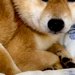 『また殴られるかも』人間を信じられなくなった保護犬→2年以上、愛情を与え続けた結果…嘘のような『現在の表情』に涙「顔が…」「幸せそう」