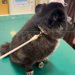 ウキウキで診察台に乗る犬→『ここは病院だ』と気付いた瞬間に…あまりにもわかりやすい『絶望する光景』に2万いいね「可愛すぎますｗｗ」