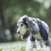 犬の老化のサインとは？見た目で分かるポイントや生活の中で気をつけたいこと