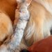 保護子猫を飼った結果→家にいる『体重31キロの大型犬』に近づいて…とんでもなく尊い光景が14万再生「天使…たまらん」「悶絶級の可愛さ」