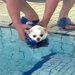 犬にライフジャケットを着せ、プールに入れた結果→『泳ぐかな』と思ったら…笑ってしまう『シュールな光景』が257万再生「無気力で草」「顔ｗ」