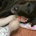 犬の虫歯、大丈夫ですか？すぐできる簡単チェックリスト！