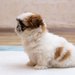 犬用ケージにトイレの仕切りを手作りする方法【100均でOK！】