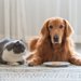 ちゅーるは犬にとって危険性はある？成分や種類、与える時の注意点