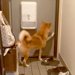 娘以外の家族が全員外出→犬と『ふたりきりになった』結果…思わず笑ってしまう『まさかの態度』が5万再生「ちょっと複雑ｗ」「寂しいよね」
