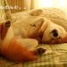 犬がお腹を見せるポーズは服従心ではなかった？！