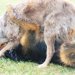 やたらと優位に立ちたがるマウンティング飼い主の“トリセツ”