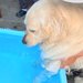 暑い日、大型犬を『水風呂』に入れた結果→10分後に『もう出ているかな』と見に行くと…まさかの光景が12万再生「極楽ｗ」「うっとり顔がｗ」