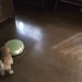 子犬ちゃんがお掃除ロボットとご対面！その反応は？