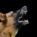 愛犬が他の犬に吠える！攻撃する原因や問題行動の改善法７つ