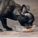 犬用缶詰 ウェットフードを与えるメリット・デメリット