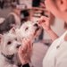 犬を飼う前に知っておくべき『ペットにまつわる法律や条例』3選