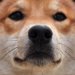 犬のヒゲが抜ける理由とは？病気の可能性はあるの？